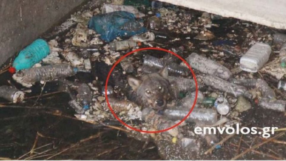Βίντεο: Διάσωση λύκου που παγιδεύτηκε σε κανάλι μέσα στα σκουπίδια (Video) - Media