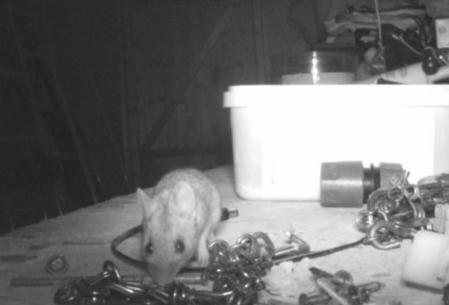 Βρετανία: Ενα ποντικάκι έκανε κάθε βράδυ φασίνα και τρέλανε την γειτονιά (Video) - Media