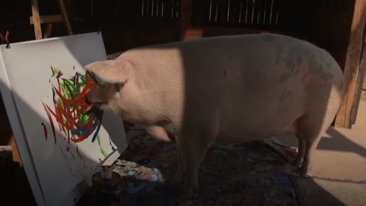 Pig-casso: Το γουρούνι που...ζωγραφίζει και τα έργα τέχνης του πωλούνται έναντι 4.000 δολαρίων (Video) - Media