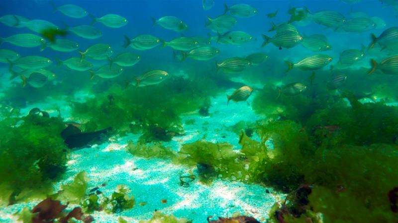 Ο ΟΗΕ προειδοποιεί: Πρωτοφανή επίπεδα ζέστης στους ωκεανούς το 2018 - Media