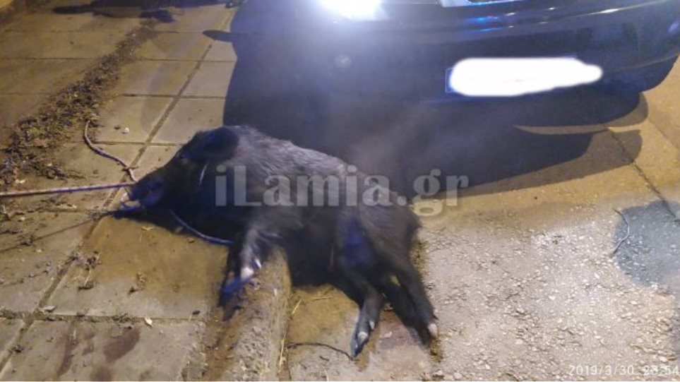 Αγριογούρουνο έκανε βόλτα μέσα στην Λαμία - Το τραυμάτισε αυτοκίνητο (Photos) - Media