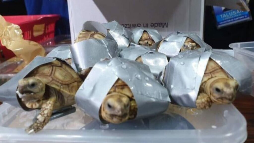 Φιλιππίνες: 1.529 χελώνες τυλιγμένες με μονωτική ταινία βρέθηκαν σε αποσκευές έτοιμες να «πετάξουν» - Media