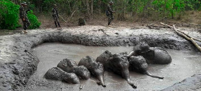 Αίσιο τέλος για 6 ελεφαντάκια – Είχαν παγιδευτεί σε βαθύ λάκκο με λάσπη (Video)  - Media
