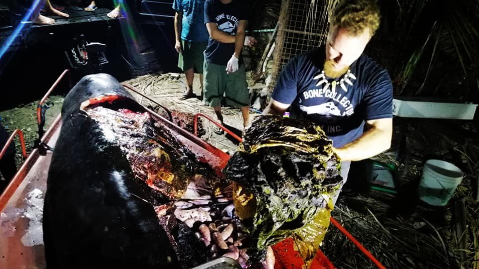Καταδικάζουμε σε αφανισμό τα ζώα: Βρήκαν στην κοιλιά νεκρής φάλαινας 40 κιλά πλαστικές σακούλες  - Media