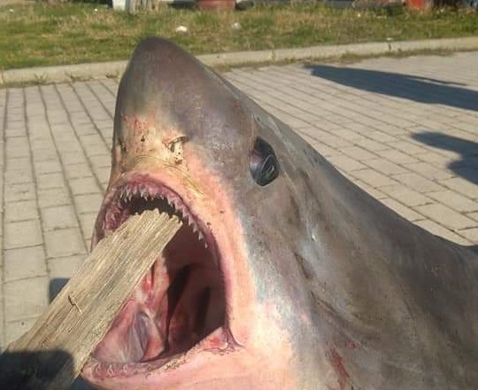 Καρχαρία 3 μέτρων έπιασαν στον Βόλο (Photo) - Media
