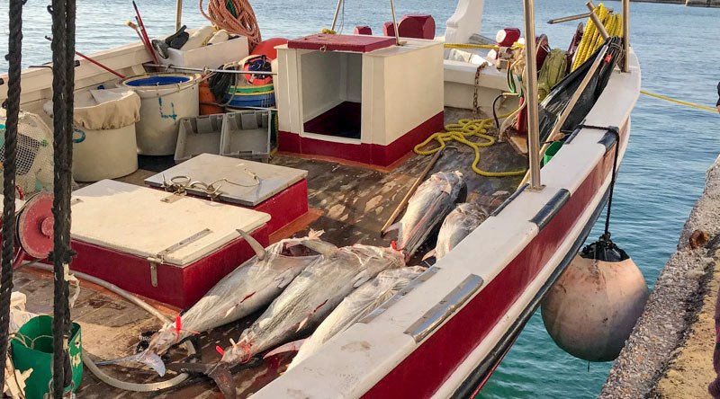 Η ψαριά της ζωής τους: Έξι «θηρία» έπιασε καΐκι στη Νάξο (Photos, Video) - Media