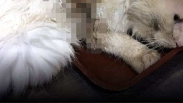Φρίκη στη Ναυπακτία: «Τέρατα» έριξαν οξύ πάνω σε γάτα (Σκληρές Photos) - Media