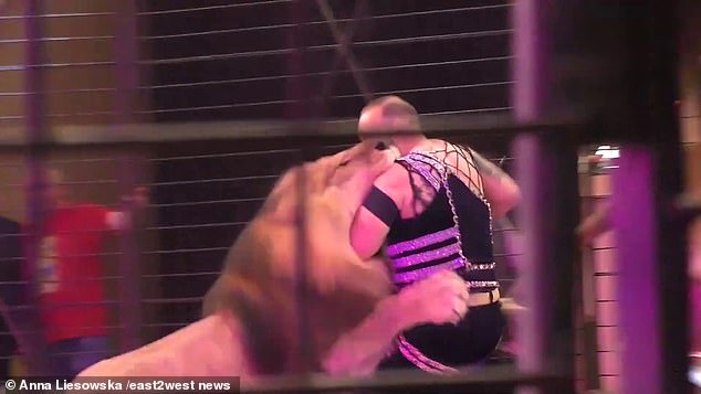 Λιοντάρι επιτίθεται στον θηριοδαμαστή και τον δαγκώνει μπροστά στους θεατές του τσίρκου (Σκληρό Video) - Media