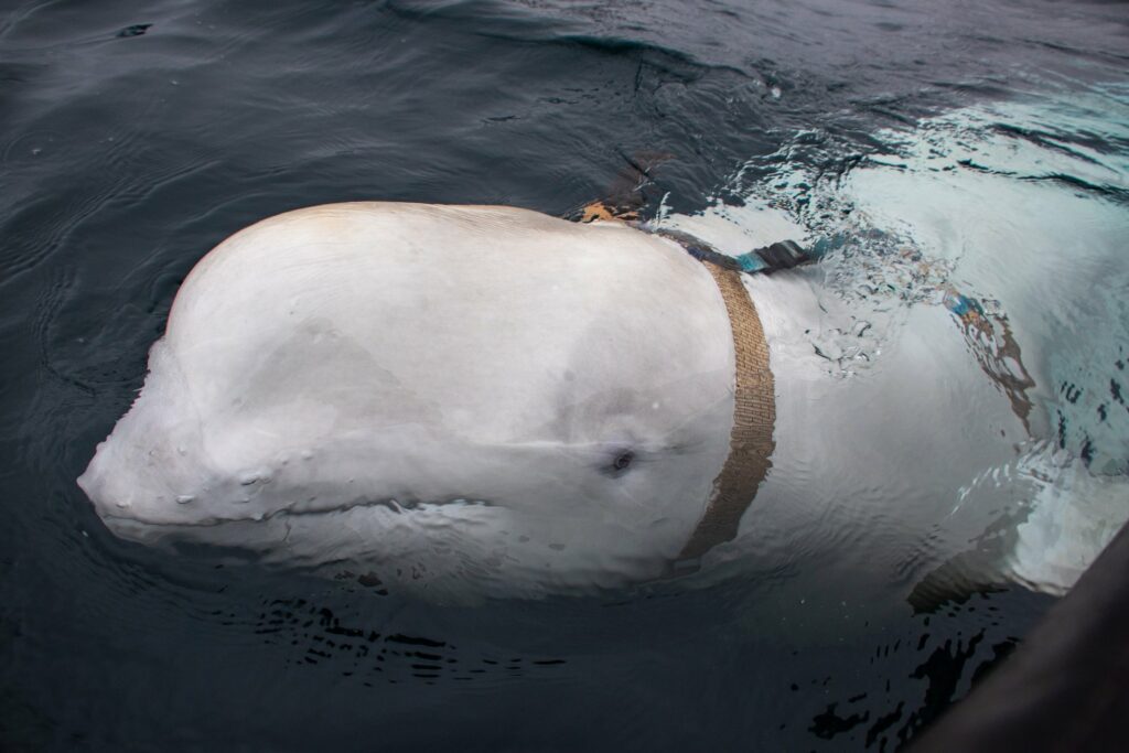 Κατασκοπευτικό θρίλερ στη Νορβηγία – Πιάστηκε «ρωσική στρατιωτική φάλαινα» με κάμερα (Photos/Video) - Media Gallery 3