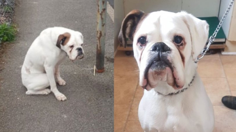 Βρήκε εγκαταλελειμμένο σκύλο δεμένο σε κολόνα –Τον υιοθέτησε χωρίς δεύτερη σκέψη - Media