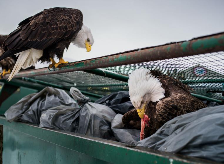 Σκουπιδιάρηδες με λάθος κατεύθυνση οι φαλακροί αετοί στην Αμερική - Media
