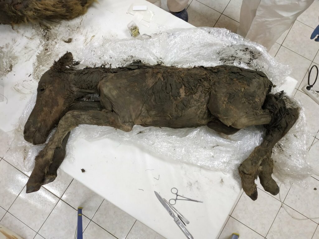 Ρώσοι επιστήμονες επιχειρούν να κλωνοποιήσουν προϊστορικό άλογο - Media