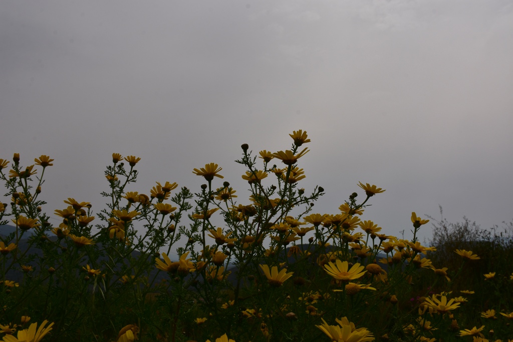 Καλλιάνος: Σκονισμένος ο καιρός μέχρι την Κυριακή του Πάσχα - Με καλό καιρό το σούβλισμα του οβελία - Media
