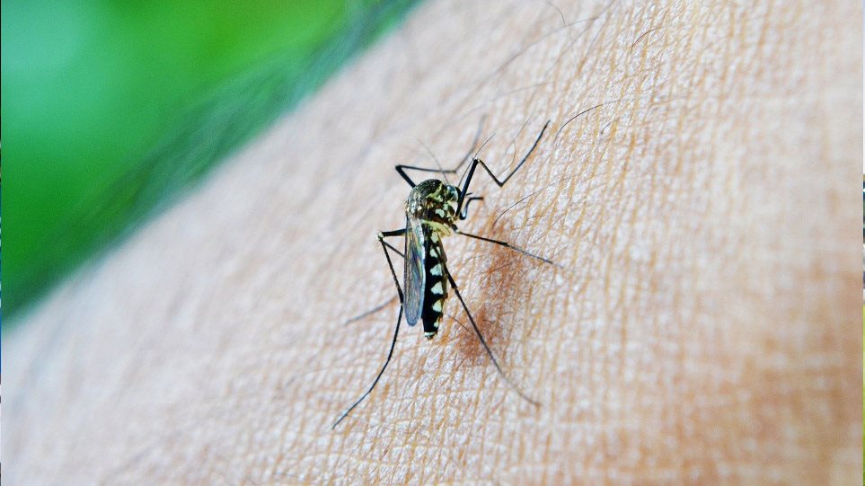 Προειδοποίηση: Κουνούπια και τσιμπούρια απειλούν την υγεία των Ευρωπαίων - Media