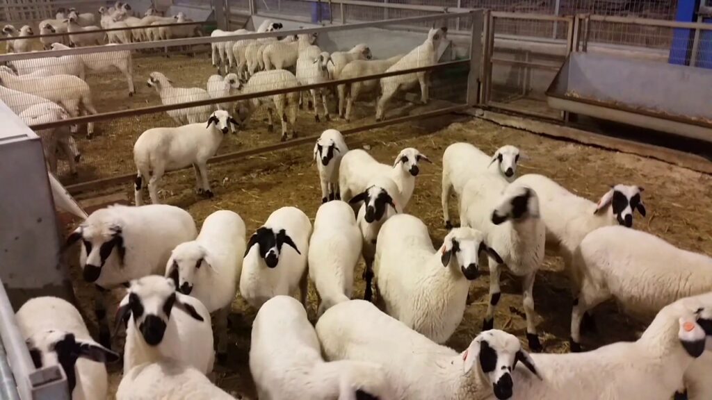 Κρήτη: Έκλεψαν πάνω από 200 αρνιά – Σε απόγνωση κτηνοτρόφος - Media