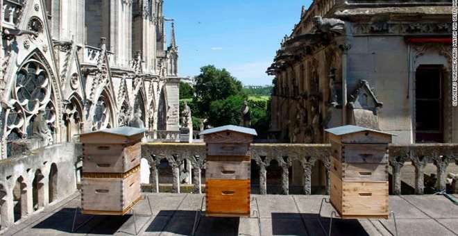 Μέλισσες, το πιο ανεξήγητο απ’ όλα στην πυρκαγιά της Παναγίας των Παρισίων - Media