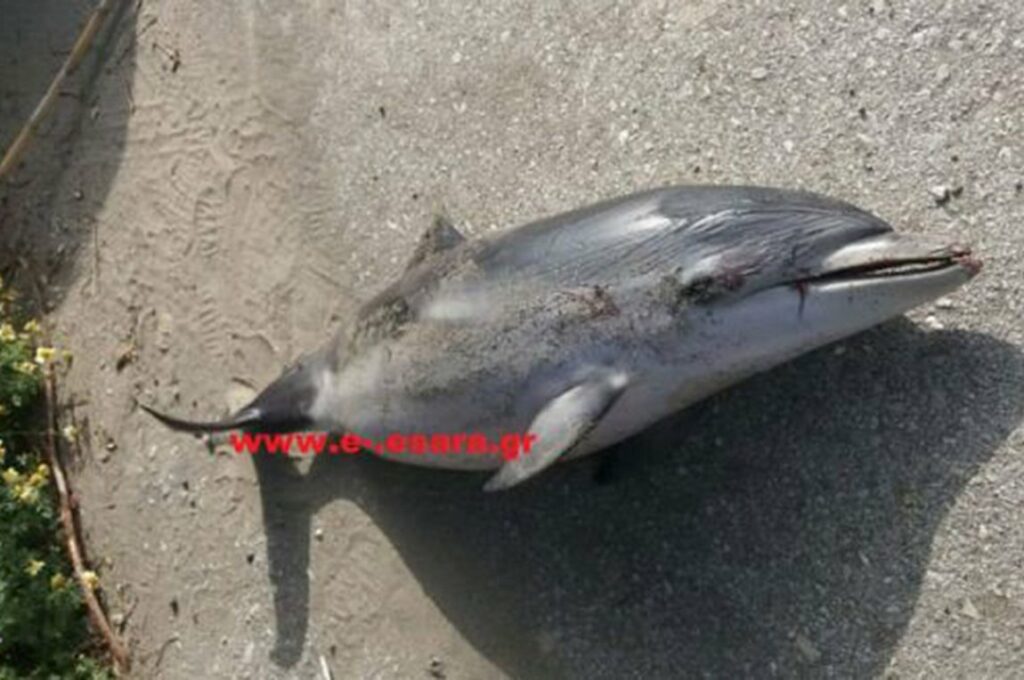 Κρήτη: Νεκρό δελφίνι «ξεβράστηκε» σε ακτή - Media