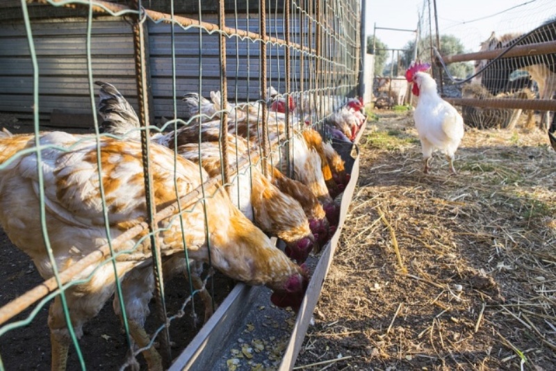 Βουλγαρία: Νέα κρούσματα της γρίπης των πτηνών - Media