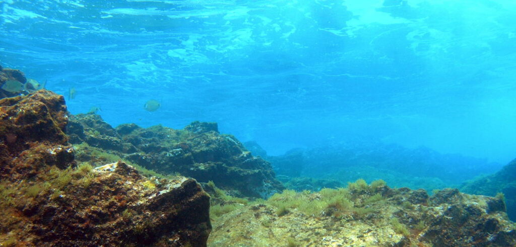 Η πιο ολοκληρωμένη «απογραφή» των ιών της θάλασσας: Βρέθηκαν σχεδόν 200.000 είδη - Media