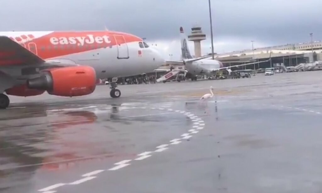 Ροζ φλαμίνγκο εμποδίζει αεροπλάνο να απογειωθεί (Video) - Media