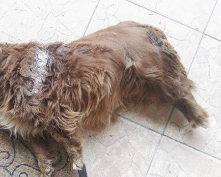 Κτηνωδία: Σκότωσαν αδέσποτο με πριόνι στο Αργυροπούλι Λάρισας - Media