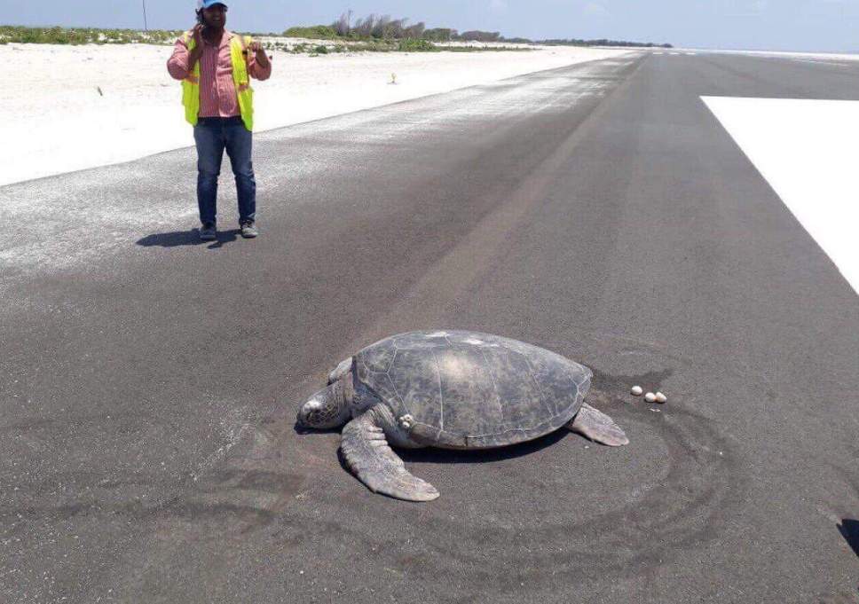 Θαλάσσια χελώνα βρήκε διάδρομο αεροδρομίου εκεί που γεννούσε τα αυγά της - Media
