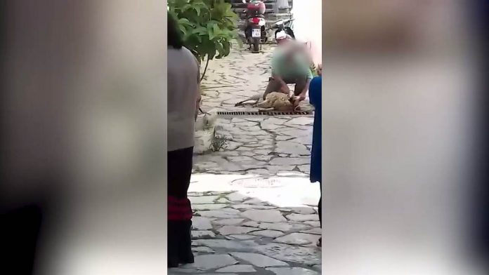 Αρνάκι περιμένει τη σφαγή-Του κόβουν το λαιμό στη μέση του δρόμου: Αίματα στην αποχέτευση, λιποθύμησε ηλικιωμένη (Σκληρό Video) - Media