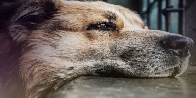 Κτηνωδία στη Ροδιά: Πυροβόλησαν κι άλλον σκύλο εξ επαφής - Τον άφησαν να πεθάνει από αιμορραγία  - Media