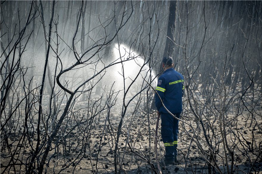 Πυρκαγιά στο δάσος Στροφυλιάς: Η επόμενη μέρα (Photos) - Media