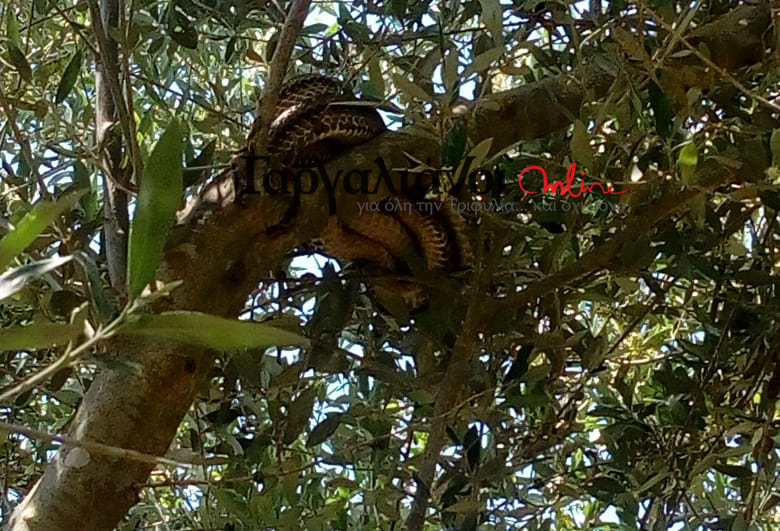 Γαργαλιάνοι: Κοίταξε το ελαιόδεντρο και είδε να κρέμεται φίδι 3 μέτρων (Photo) - Media