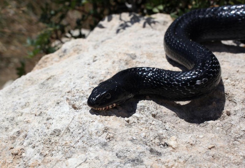 Ξυπνούν τα φίδια - Media