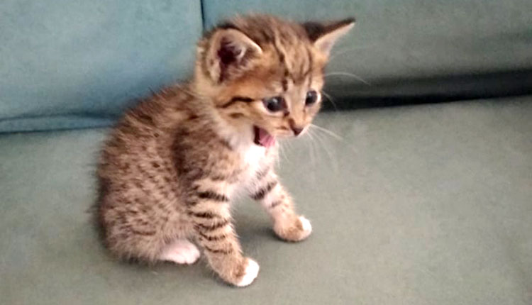 Κρήτη: Υπάνθρωποι την Μ.Παρασκευή σούβλισαν ...γατάκι - Media