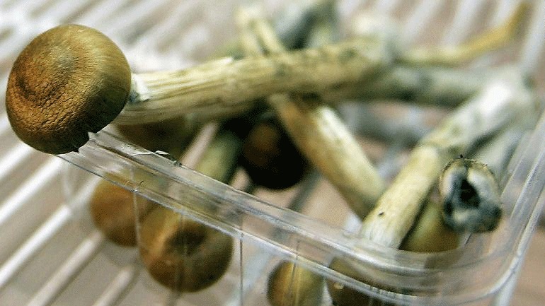 ΗΠΑ: Το Ντένβερ έγινε η πρώτη αμερικανική πόλη που νομιμοποίησε τη χρήση των παραισθησιογόνων μανιταριών	 - Media