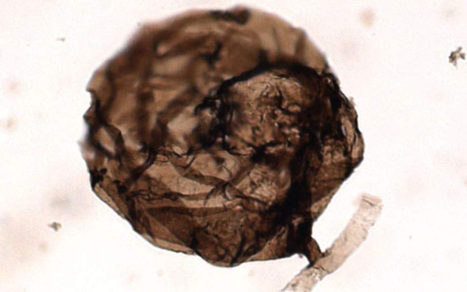 Επιστήμονες ανακάλυψαν το αρχαιότερο απολίθωμα μύκητα - Media