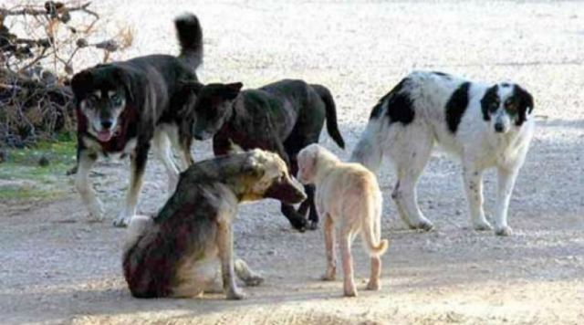 Λαμία: Τάιζαν αδέσποτα και καταδικάστηκαν – Δείτε γιατί - Media