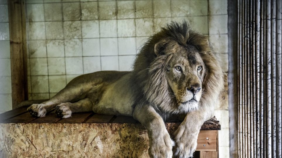 Σώθηκαν τρία λιοντάρια στην Ολλανδία από τον «χειρότερο ζωολογικό κήπο της Ευρώπης» (Video)  - Media