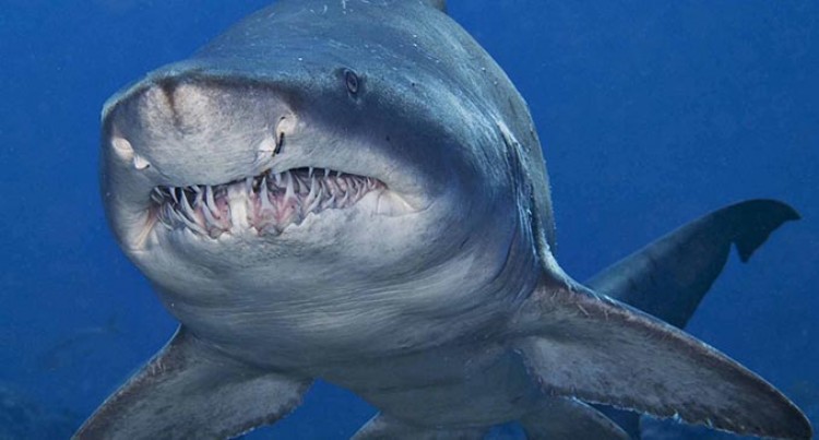 Τρόμος στα ρηχά: Καρχαρίας επιτίθεται σε καγιάκ, αφήνει... σουβενίρ (Photo) - Media