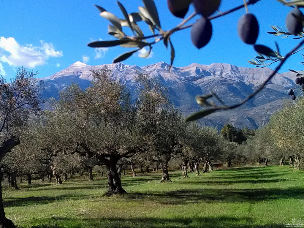 Μοναδικό ρεκόρ - Έλληνας ελαιοπαραγωγός έχει πάρει 100 βραβεία  - Media