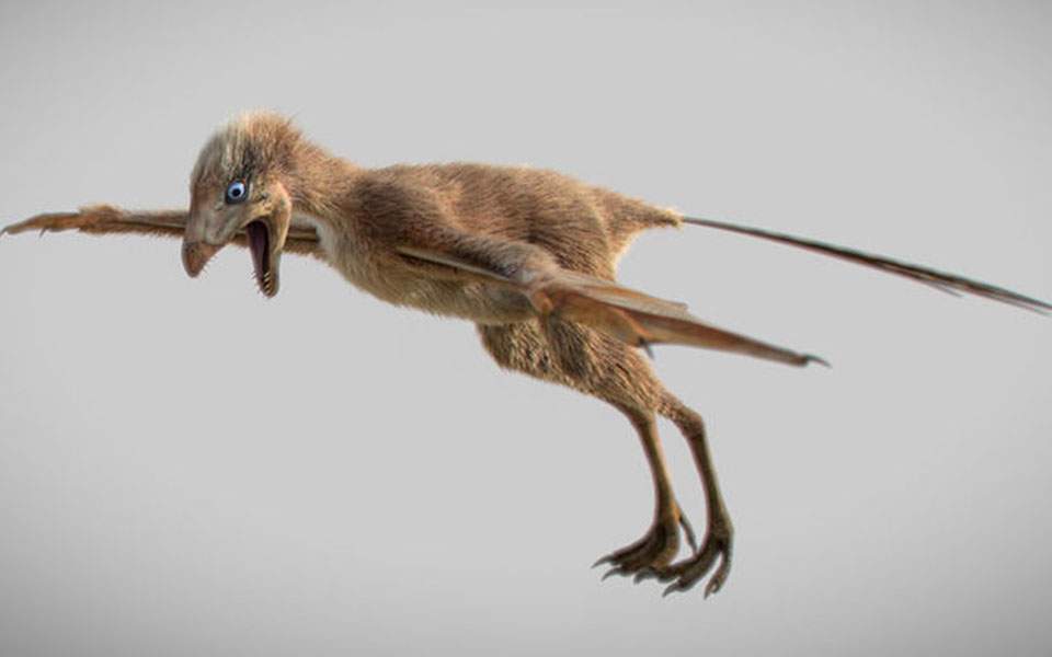 Ανακαλύφθηκε στην Κίνα ένας ασυνήθιστος μικροσκοπικός δεινόσαυρος με φτερά νυχτερίδας - Media