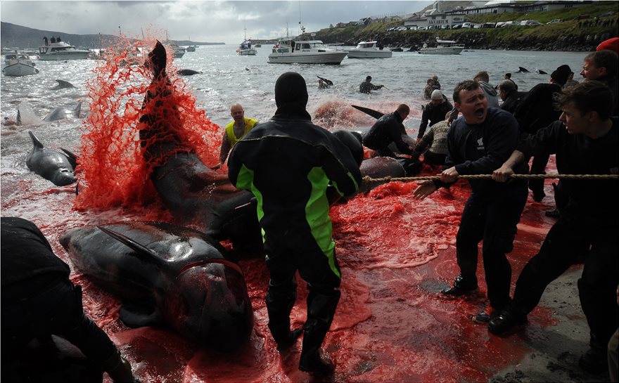 Kόκκινη η θάλασσα στα Νησιά Φερόε: Έσφαξαν 250 φάλαινες και δελφίνια (Photos) - Media