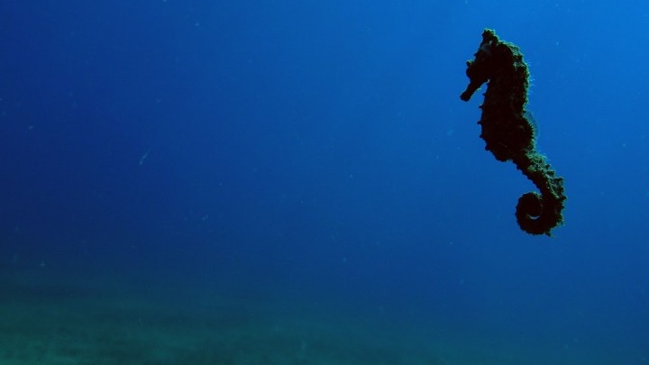 Η σπάνια «αποικία» Ιππόκαμπων στο Στρατώνι Χαλκιδικής (Video) - Media