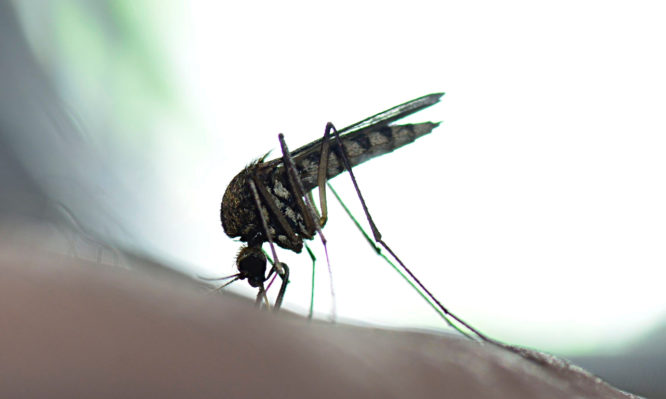 Ιός Δυτικού Νείλου: Τώρα ξεκινάει η επικίνδυνη περίοδος - Πώς να προφυλαχτείτε από τα κουνούπια  - Media