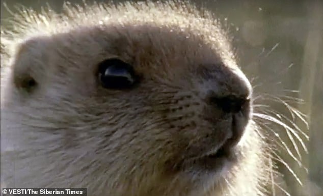 Ζευγάρι έφαγε κρέας μαρμότας και πέθανε από βουβωνική πανώλη (Photos) - Media