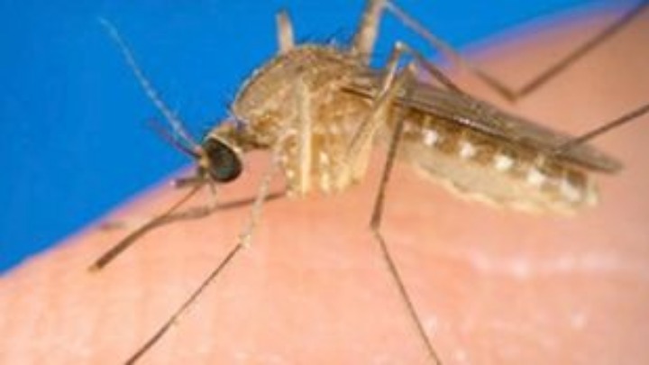 Προφυλαχθείτε από τα κουνούπια και τον ιό του Δυτικού Νείλου - Οι οδηγίες του ΕΟΔΥ  - Media