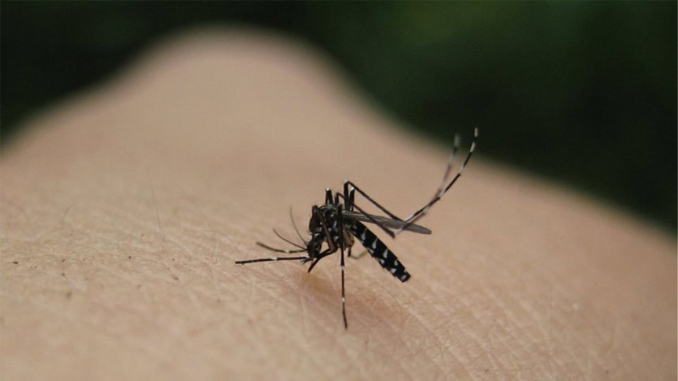 «Προφυλαχθείτε από τα κουνούπια - Προφυλαχθείτε από τον ιό του Δυτικού Νείλου» - Media