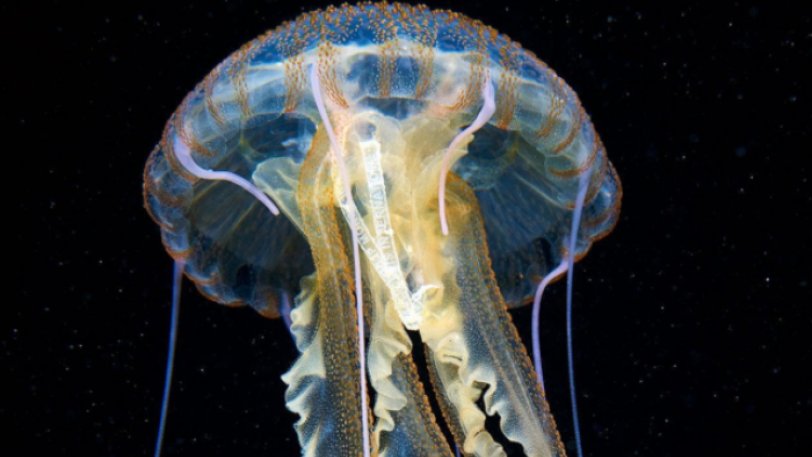 Βρήκαν μέδουσα στη Μεσόγειο με περιτύλιγμα πακέτου τσιγάρων στο εσωτερικό της (Photo) - Media