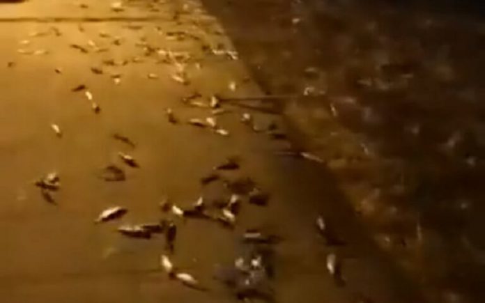 «Σάλταραν» τα ψάρια στην Πρέβεζα – Πήδηξαν στη στεριά και τα μάζευαν με… σακούλες (Video) - Media