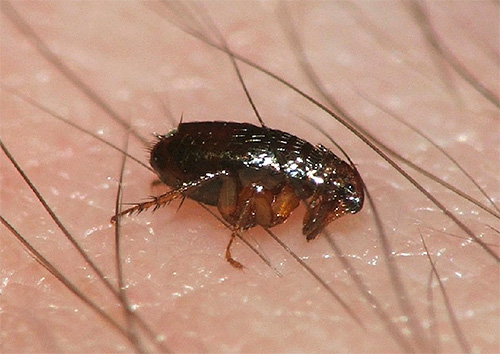 Μαζική επίθεση ψύλλων σε αστυνομικό τμήμα – Οι αστυνομικοί έφυγαν και το τμήμα έκλεισε  - Media