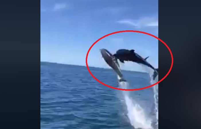 Υπέροχα αισιόδοξο βίντεο: Δελφινάκια στη Ρόδο παίζουν στη θάλασσα του Αιγαίου - Media