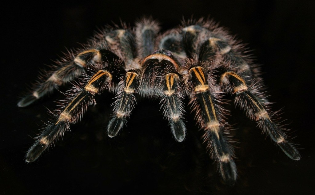 tarantula